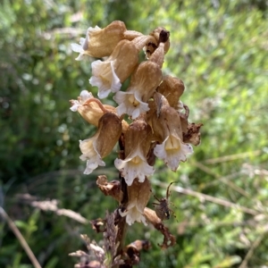 Gastrodia procera at Cotter River, ACT - suppressed