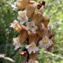 Gastrodia procera at Cotter River, ACT - suppressed