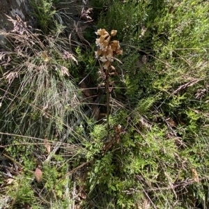 Gastrodia procera at Cotter River, ACT - suppressed