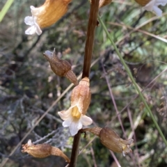 Gastrodia procera (Potato Orchid) at Cotter River, ACT - 19 Feb 2023 by Tapirlord