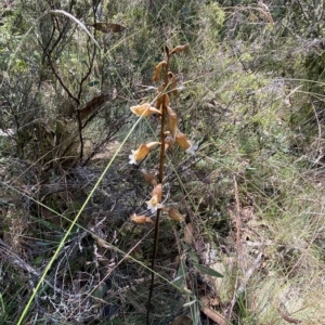 Gastrodia procera at Cotter River, ACT - 19 Feb 2023