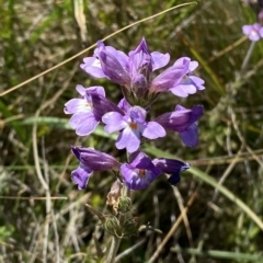 Euphrasia caudata (Tailed Eyebright) at Cotter River, ACT - 19 Feb 2023 by Tapirlord