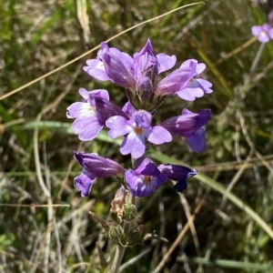 Euphrasia caudata at Cotter River, ACT - 19 Feb 2023 03:12 PM