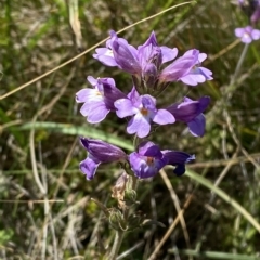 Euphrasia caudata at Cotter River, ACT - 19 Feb 2023 03:12 PM