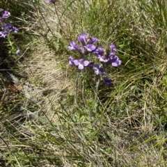 Euphrasia caudata at Cotter River, ACT - 19 Feb 2023