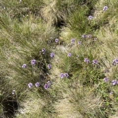 Euphrasia caudata at Cotter River, ACT - 19 Feb 2023 03:12 PM