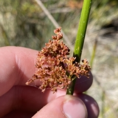 Juncus phaeanthus (Dark-flower Rush) at Cotter River, ACT - 19 Feb 2023 by Tapirlord