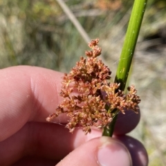 Juncus phaeanthus at Cotter River, ACT - 19 Feb 2023 02:52 PM