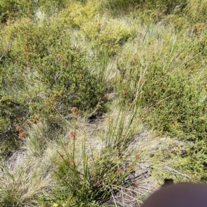 Juncus phaeanthus at Cotter River, ACT - 19 Feb 2023