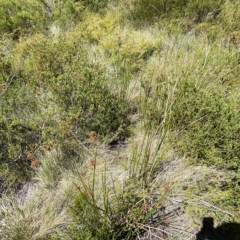 Juncus phaeanthus at Cotter River, ACT - 19 Feb 2023 02:52 PM