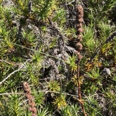 Dracophyllum continentis (Candle Heath) at Cotter River, ACT - 19 Feb 2023 by Tapirlord