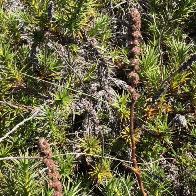 Richea continentis (Candle Heath) at Cotter River, ACT - 19 Feb 2023 by Tapirlord