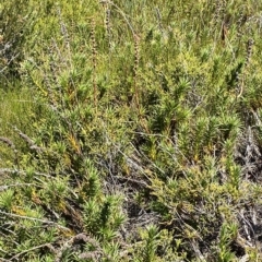 Dracophyllum continentis at Cotter River, ACT - 19 Feb 2023