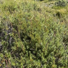 Richea continentis at Cotter River, ACT - 19 Feb 2023