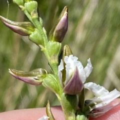 Paraprasophyllum alpestre (Mauve leek orchid) at Cotter River, ACT - 19 Feb 2023 by Tapirlord
