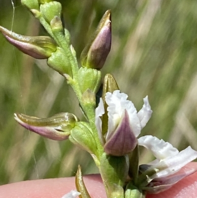 Paraprasophyllum alpestre (Mauve leek orchid) at Cotter River, ACT - 19 Feb 2023 by Tapirlord