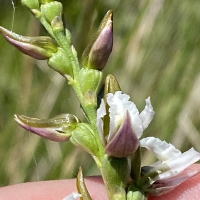 Prasophyllum alpestre (Mauve leek orchid) at Cotter River, ACT - 19 Feb 2023 by Tapirlord