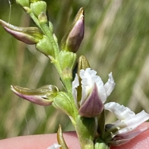 Prasophyllum alpestre at Cotter River, ACT - 19 Feb 2023