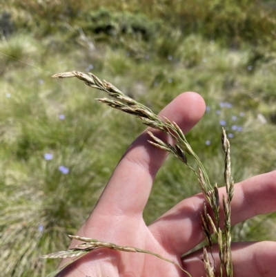 Hookerochloa hookeriana (Hooker's Fescue) at Cotter River, ACT - 19 Feb 2023 by Tapirlord