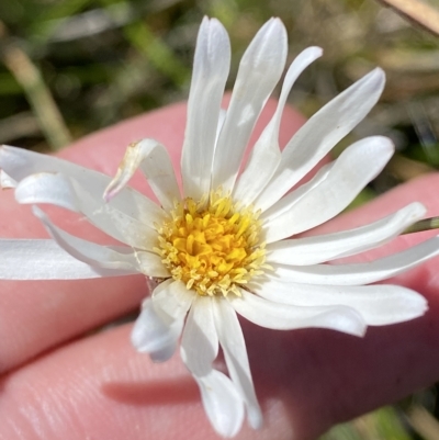 Celmisia sp. Pulchella (M.Gray & C.Totterdell 7079) Australian National Herbarium (Narrow-leaved Snow Daisy) at Cotter River, ACT - 19 Feb 2023 by Tapirlord