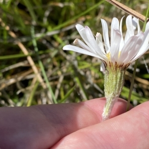 Celmisia sp. Pulchella (M.Gray & C.Totterdell 7079) Australian National Herbarium at Cotter River, ACT - 19 Feb 2023