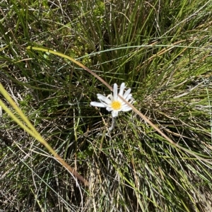 Celmisia sp. Pulchella (M.Gray & C.Totterdell 7079) Australian National Herbarium at Cotter River, ACT - 19 Feb 2023