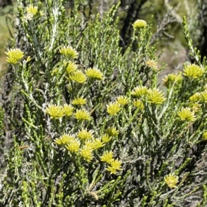 Ozothamnus cupressoides at Cotter River, ACT - 19 Feb 2023 02:38 PM