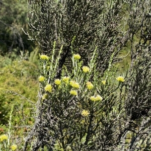 Ozothamnus cupressoides at Cotter River, ACT - 19 Feb 2023