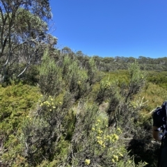 Ozothamnus cupressoides at Cotter River, ACT - 19 Feb 2023 02:38 PM