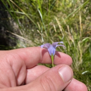 Wahlenbergia ceracea at Cotter River, ACT - 19 Feb 2023