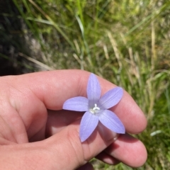 Wahlenbergia ceracea at Cotter River, ACT - 19 Feb 2023 02:37 PM