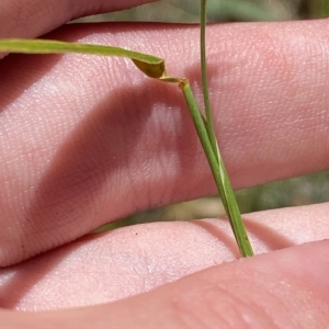 Anthosachne scabra at Cotter River, ACT - 19 Feb 2023 02:24 PM