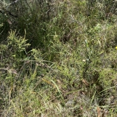 Anthosachne scabra at Cotter River, ACT - 19 Feb 2023 02:24 PM