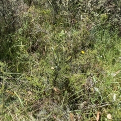 Anthosachne scabra at Cotter River, ACT - 19 Feb 2023 02:24 PM