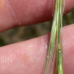 Anthosachne scabra at Cotter River, ACT - 19 Feb 2023 02:24 PM