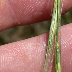 Anthosachne scabra at Cotter River, ACT - 19 Feb 2023 02:24 PM