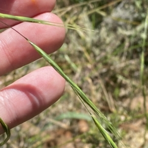 Anthosachne scabra at Cotter River, ACT - 19 Feb 2023 02:24 PM