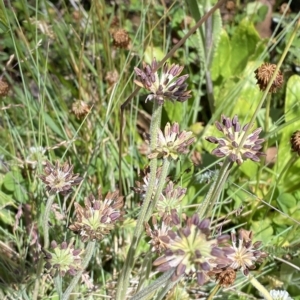 Oreomyrrhis argentea at Cotter River, ACT - 19 Feb 2023