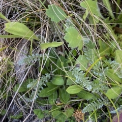 Oreomyrrhis argentea at Cotter River, ACT - 19 Feb 2023