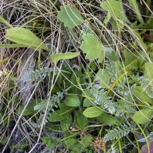 Oreomyrrhis argentea at Cotter River, ACT - 19 Feb 2023