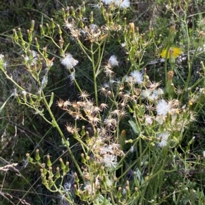 Senecio gunnii at Cotter River, ACT - 19 Feb 2023