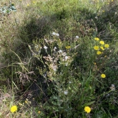 Senecio gunnii at Cotter River, ACT - 19 Feb 2023