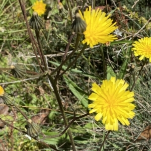 Picris angustifolia subsp. merxmuelleri at Cotter River, ACT - 19 Feb 2023 02:05 PM