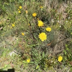 Picris angustifolia subsp. merxmuelleri at Cotter River, ACT - 19 Feb 2023 02:05 PM