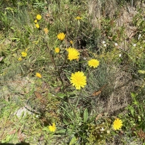 Picris angustifolia subsp. merxmuelleri at Cotter River, ACT - 19 Feb 2023