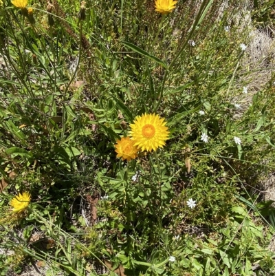 Xerochrysum subundulatum (Alpine Everlasting) at Cotter River, ACT - 19 Feb 2023 by Tapirlord