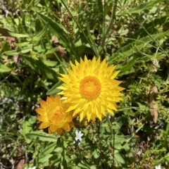 Xerochrysum subundulatum at Cotter River, ACT - 19 Feb 2023