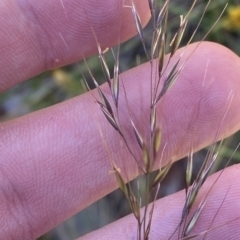 Dichelachne (genus) (Plume Grasses) at Cotter River, ACT - 19 Feb 2023 by Tapirlord