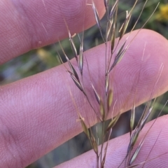 Dichelachne sp. (Plume Grasses) at Namadgi National Park - 19 Feb 2023 by Tapirlord