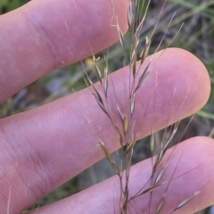 Dichelachne sp. at Cotter River, ACT - 19 Feb 2023